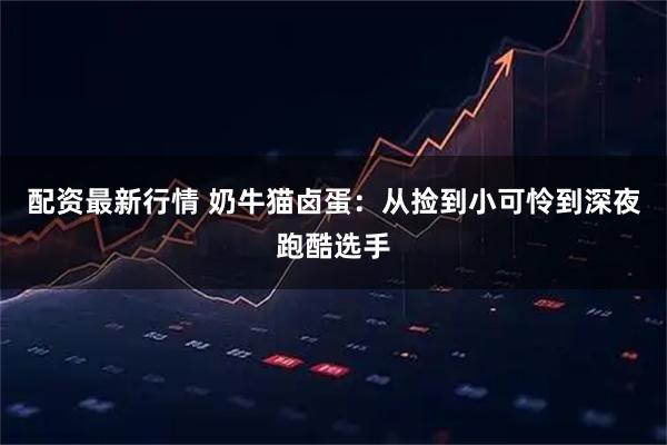 配资最新行情 奶牛猫卤蛋：从捡到小可怜到深夜跑酷选手